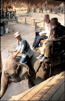 Thajsko, Sloní tréninkový tábor v Chiang Dao
