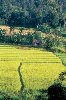 rýžová pole